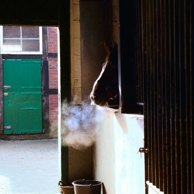 Portrait d’un cheval au pelage roux dans la brume au lever du jour à Ornex